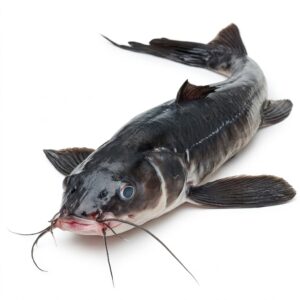 catfish