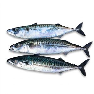mackerel fish